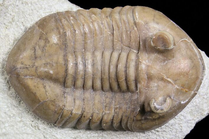 Baby, Asaphus Intermedius Trilobite - Russia #74675